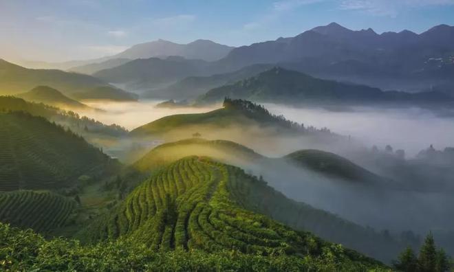 狗牯脑茶是什么茶？(图1)