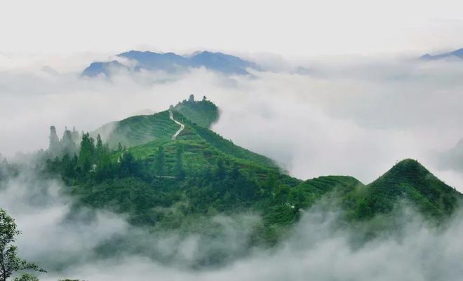 云端的都匀毛尖茶甘蔗般香甜回甘绵绵口粮价喝大师茶(图22)