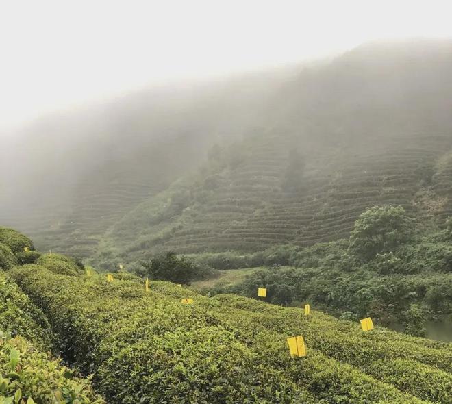 云端的都匀毛尖茶甘蔗般香甜回甘绵绵口粮价喝大师茶(图23)