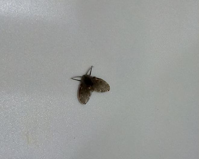 卫生间的小飞虫到底是啥？别看外表不起眼但它的危害超出你想象(图33)